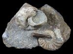 Fantastic Association (Gastropod, Ammonite, Belemnite) - England #63383-1